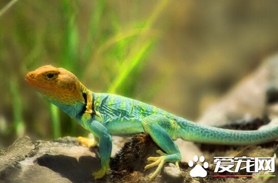 宠物蜥蜴价格 蜥蜴的价格在几百元左右