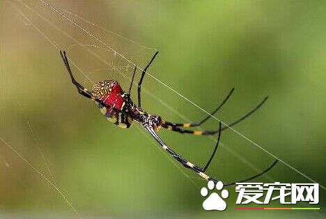 毛蜘蛛有毒吗 大多数蜘蛛的毒性都是微乎其微