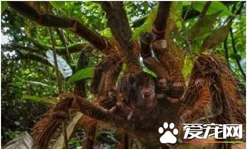 世界最大的蜘蛛 亚马逊巨型食鸟蜘蛛是最大的