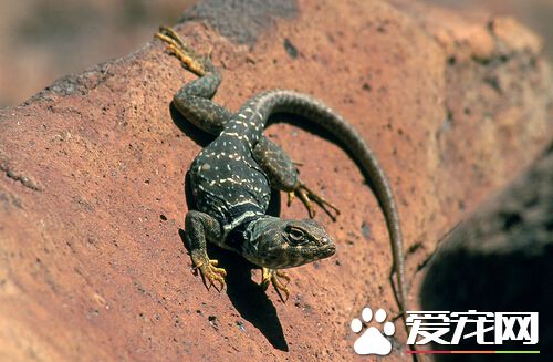 小蜥蜴怎么养 箱子的尺寸一定要适合