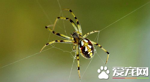 蜘蛛的寿命 大多数蜘蛛寿命只有一年