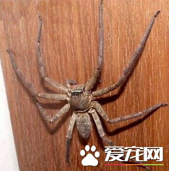 蜘蛛有没有毒 只有两个科的蜘蛛是无毒的