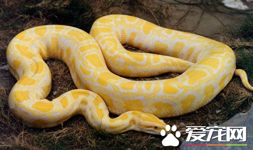 宠物蛇品种 一些比较常见好养的宠物蛇