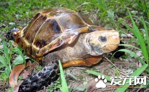 养宠物龟放多少水 水高过龟的背壳即可