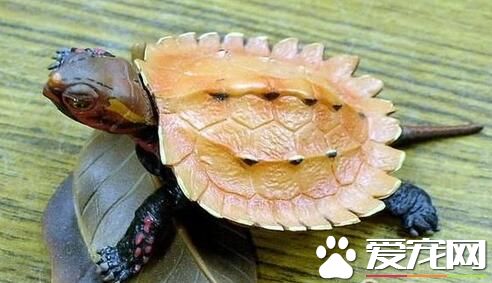 宠物龟养哪种好 饲养中华草龟是比较好的