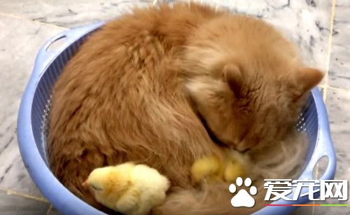 橘猫把两只小鸡当孩子 理毛照顾都亲自来