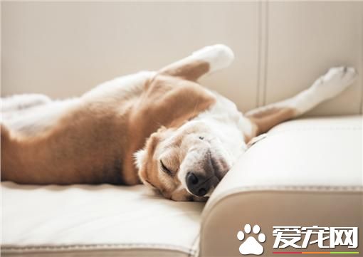 宠物就是家人 公司体贴员工暖心推宠物丧假