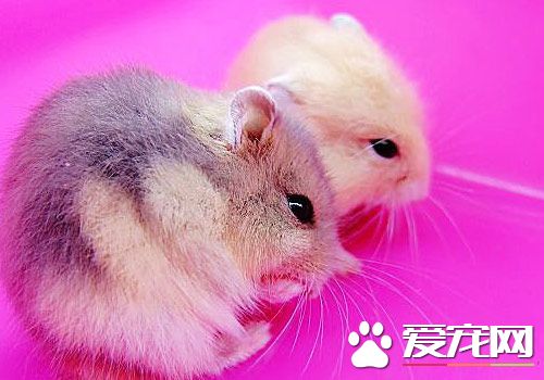 仓鼠咬笼子怎么办 四大原因导致仓鼠常咬笼子