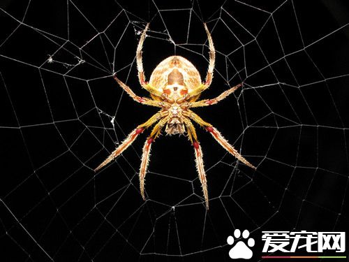 蜘蛛是胎生吗 蜘蛛其实是卵生类的动物