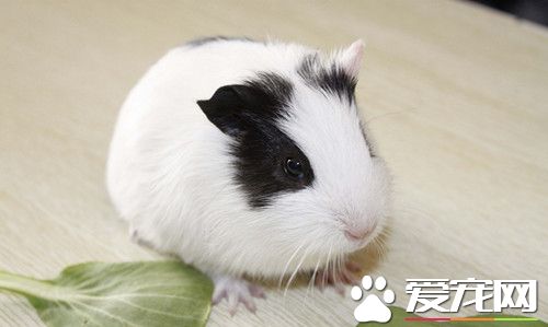 仓鼠皮肤病怎么治 仓鼠常见皮肤病治疗与预防