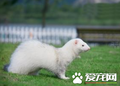 宠物貂好吗 宠物貂的毛色眼色决定悬殊“身价”