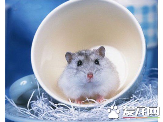 仓鼠为什么不能合笼 避免仓鼠之间互相残杀