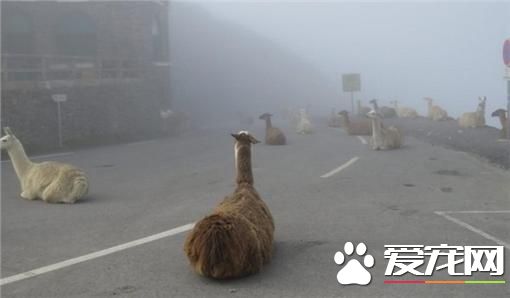 赖着不走骆马变路霸 环法自行车赛差点成障碍赛