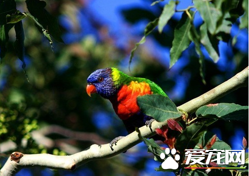 鹦鹉生活习性 特别是虎皮鹦鹉的生活习性