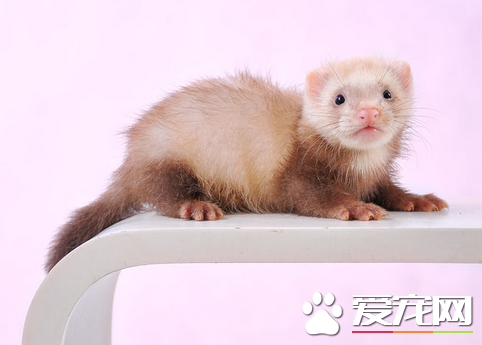 宠物貂的习性 貂儿是纯肉食动物喂食一定要新鲜
