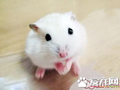 什么仓鼠最好养 三线仓鼠是最好养的仓鼠