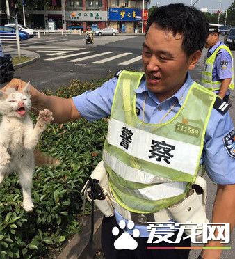 淘气小猫躲引擎 车主和交警钻车底忙翻了