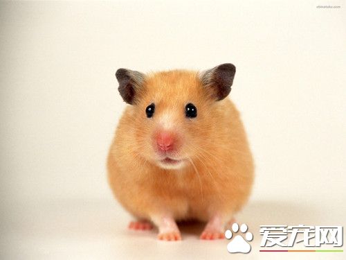 仓鼠软便怎么办 熟苹果可以治疗仓鼠软便