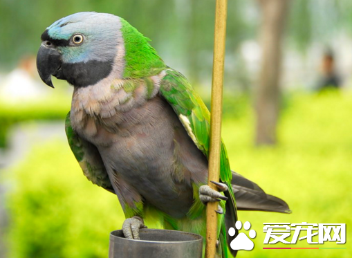 会说话的鹦鹉种类  幼鸟在成长期特别善于学习
