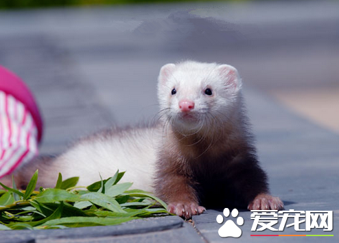 宠物貂能长多大 貂的体长一般是35-40厘米