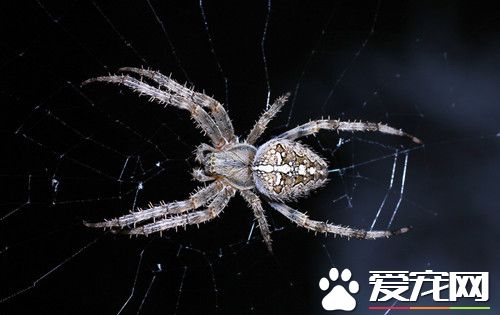 蜘蛛生活习惯 蜘蛛在生活中的生活习惯