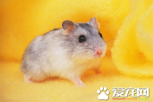 仓鼠宝宝怎么养 准备仓鼠的必用品及食物