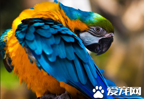 鹦鹉什么时候会说话  其说话也要看品种的