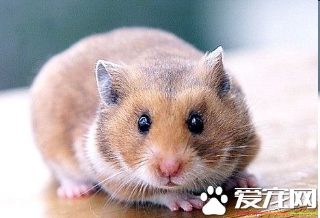 仓鼠受伤了怎么办 仓鼠的自然恢复能力很强