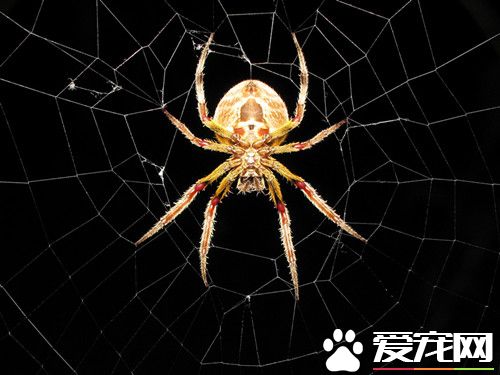 蜘蛛的听觉在哪 蜘蛛是靠神经系统的