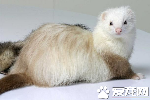 宠物貂有几种 目前国内较常见的是安格鲁貂