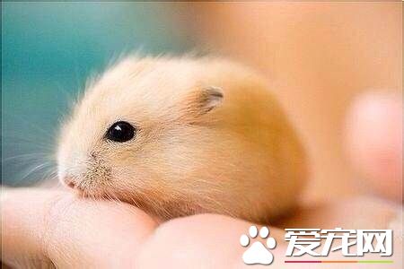 仓鼠怀孕怎么照顾 照顾怀孕仓鼠的注意事项