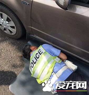 淘气小猫躲引擎 车主和交警钻车底忙翻了