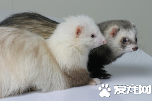 宠物貂公的好还是母的好 宠物貂的性情温顺