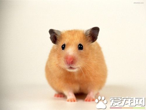 三线仓鼠怎么训练 让仓鼠习惯你的气味