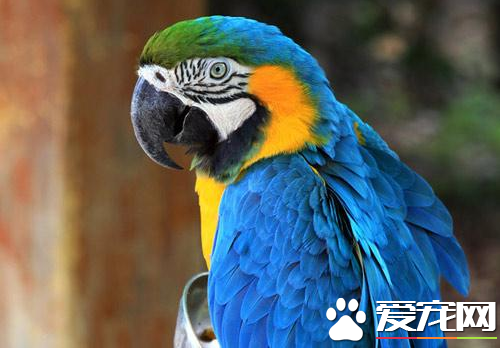 所有鹦鹉都会说话吗  需要专门训练才可以说话的