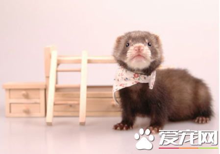 宠物貂聪明吗 家养的宠物雪貂智商是狗的30倍