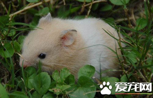 珍珠熊和仓鼠的区别 珍珠熊就是仓鼠的一种