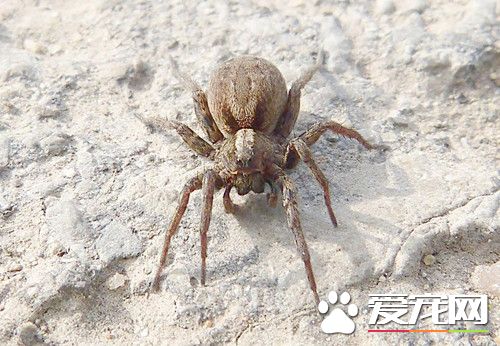 蜘蛛是卵生吗 蜘蛛就是卵生类的动物