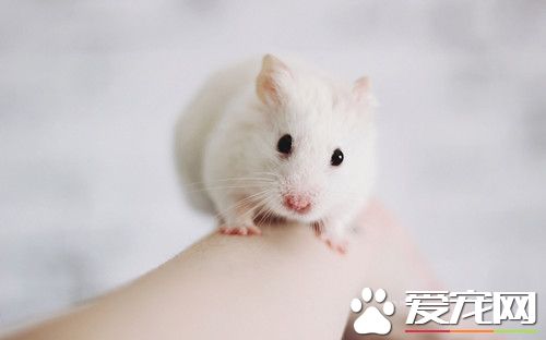 仓鼠生了宝宝怎么办 切记一定要与公鼠分笼