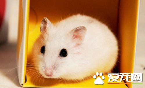 哪种仓鼠最温顺 最温顺的仓鼠是三线仓鼠