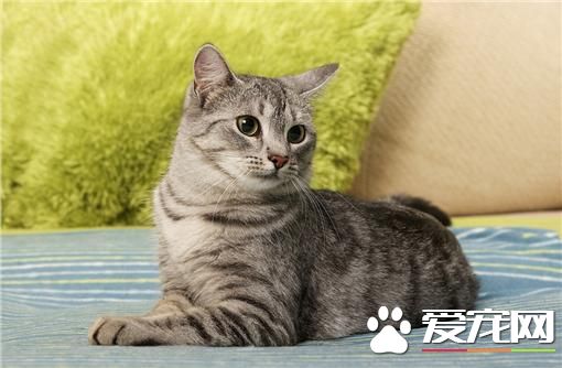 宠物就是家人 公司体贴员工暖心推宠物丧假