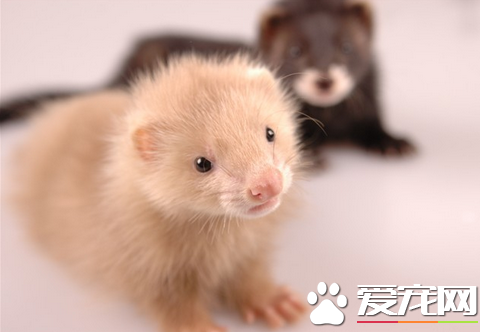 安哥鲁宠物貂寿命 貂儿的寿命在8至12年