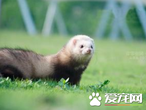 宠物貂的种类 宠物貂分为安格鲁和玛雪儿两种