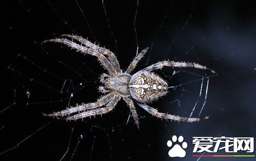 被蜘蛛咬了会怎么样 普通蜘蛛的毒性都不大