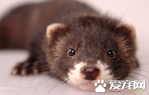 安哥鲁宠物貂咬人 找到原因为什么会咬人