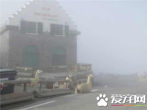 赖着不走骆马变路霸 环法自行车赛差点成障碍赛