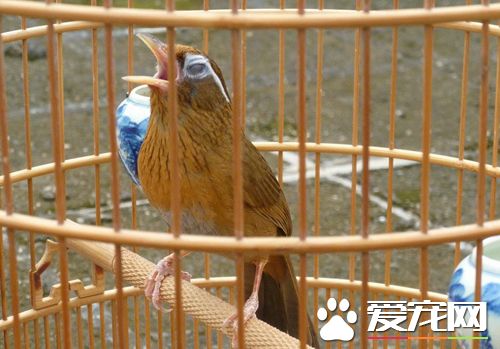 画眉斗鸟的训练与喂养 驯养是很残酷的