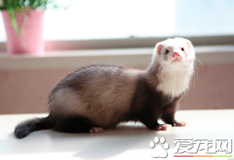 宠物貂的颜色 比较常见的8种宠物貂的颜色