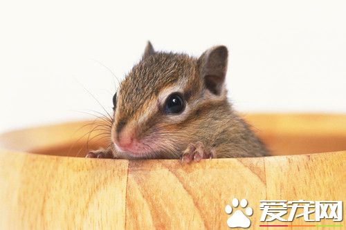 什么牌子的仓鼠浴沙好 Alex力士浴沙最常见