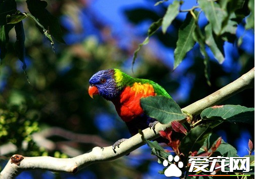 鹦鹉住在哪里 其中世界各地都有分布各种鹦鹉